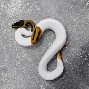 Leopard Pied 66% Het Clown Poss Super Leopard