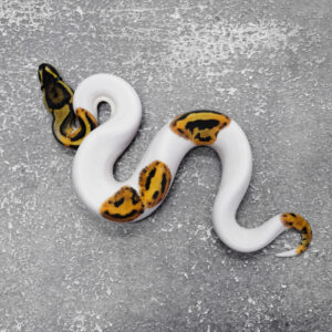 Leopard Pied 66% Het Clown Poss Super Leopard