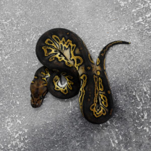 Black Head Leopard YB Clown 100% Het Pied Poss Super Leopard
