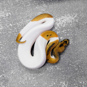 (Super) Leopard Clown Pied