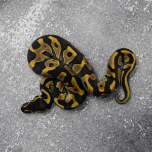 Black Head Enchi YB 66% Het Paint 50% Het Clown
