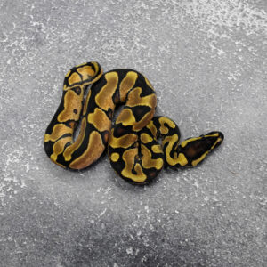 Enchi YB 66% Het Paint 50% Het Clown
