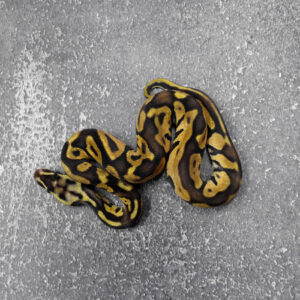 Leopard Enchi Pastel 66% Het Paint 50% Het Clown Poss YB