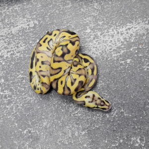 Leopard Enchi Disco Pastel YB 66% Het Paint 50% Het Clown