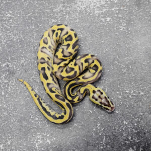 Leopard Enchi Disco Pastel YB 66% Het Paint 50% Het Clown Poss Black Head