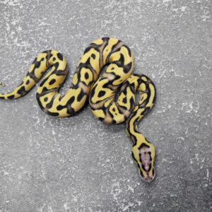 Enchi Disco YB Pastel 66% Het Paint 50% Het Clown
