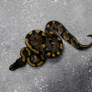 Normal 100% DH Paint Desert Ghost