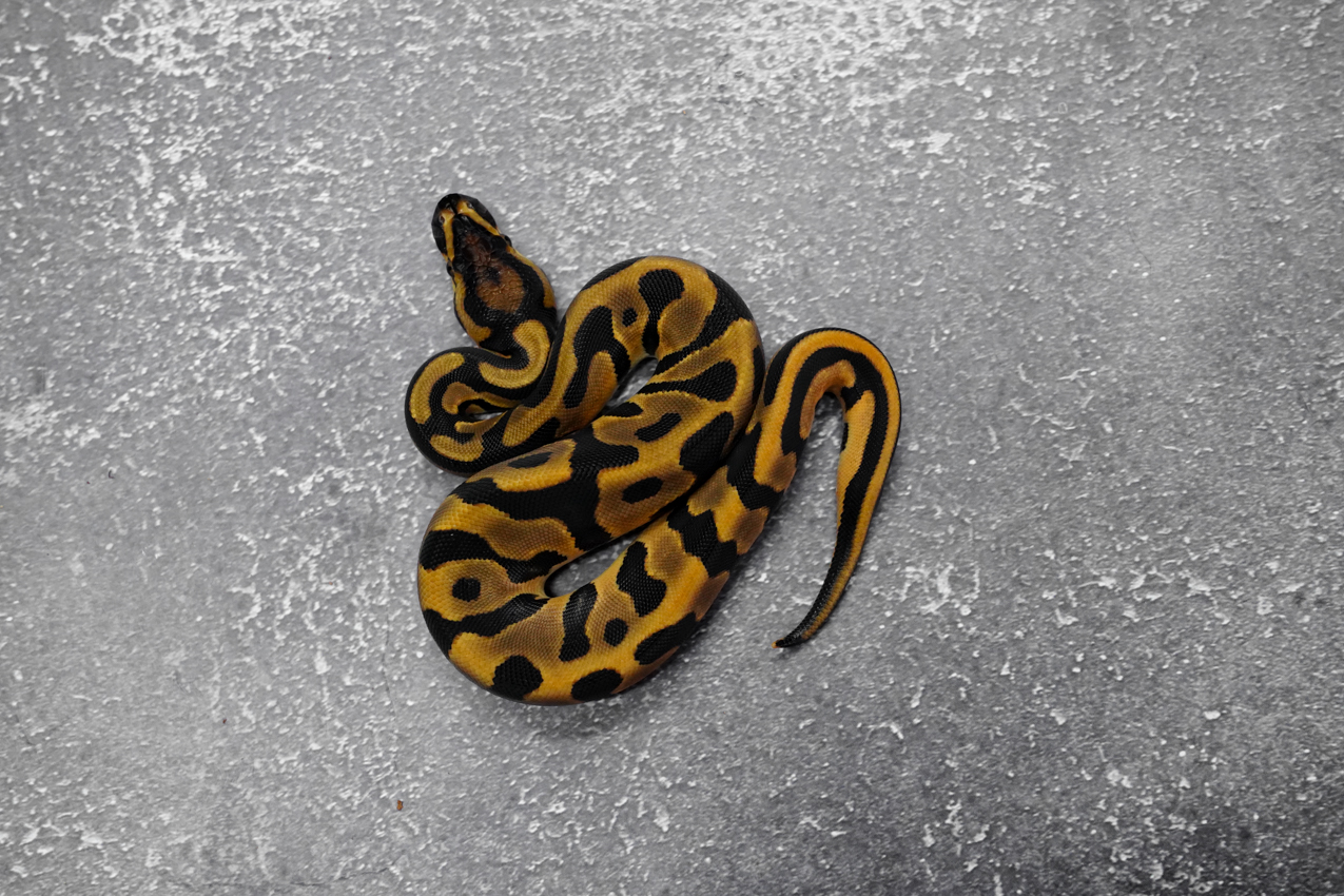 Leopard OD YB 66% DH Cryptic Desert Ghost – REALITY BALL PYTHON