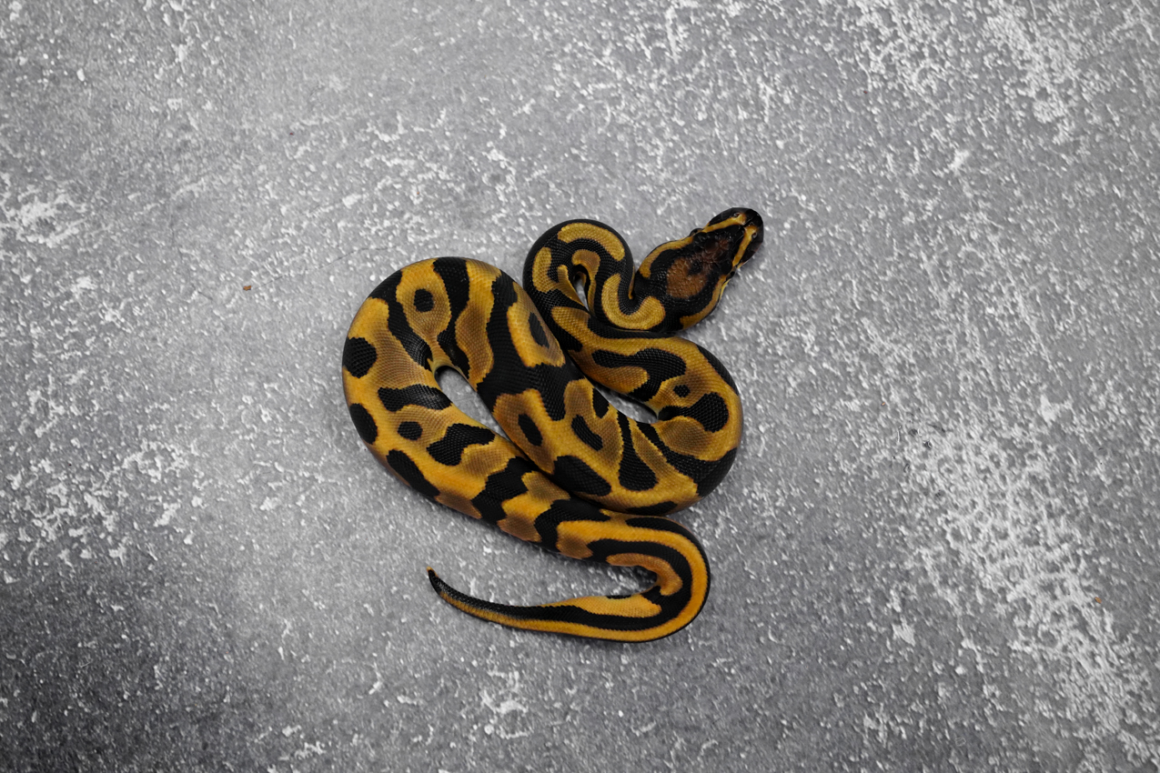 Leopard OD YB 66% DH Cryptic Desert Ghost – REALITY BALL PYTHON