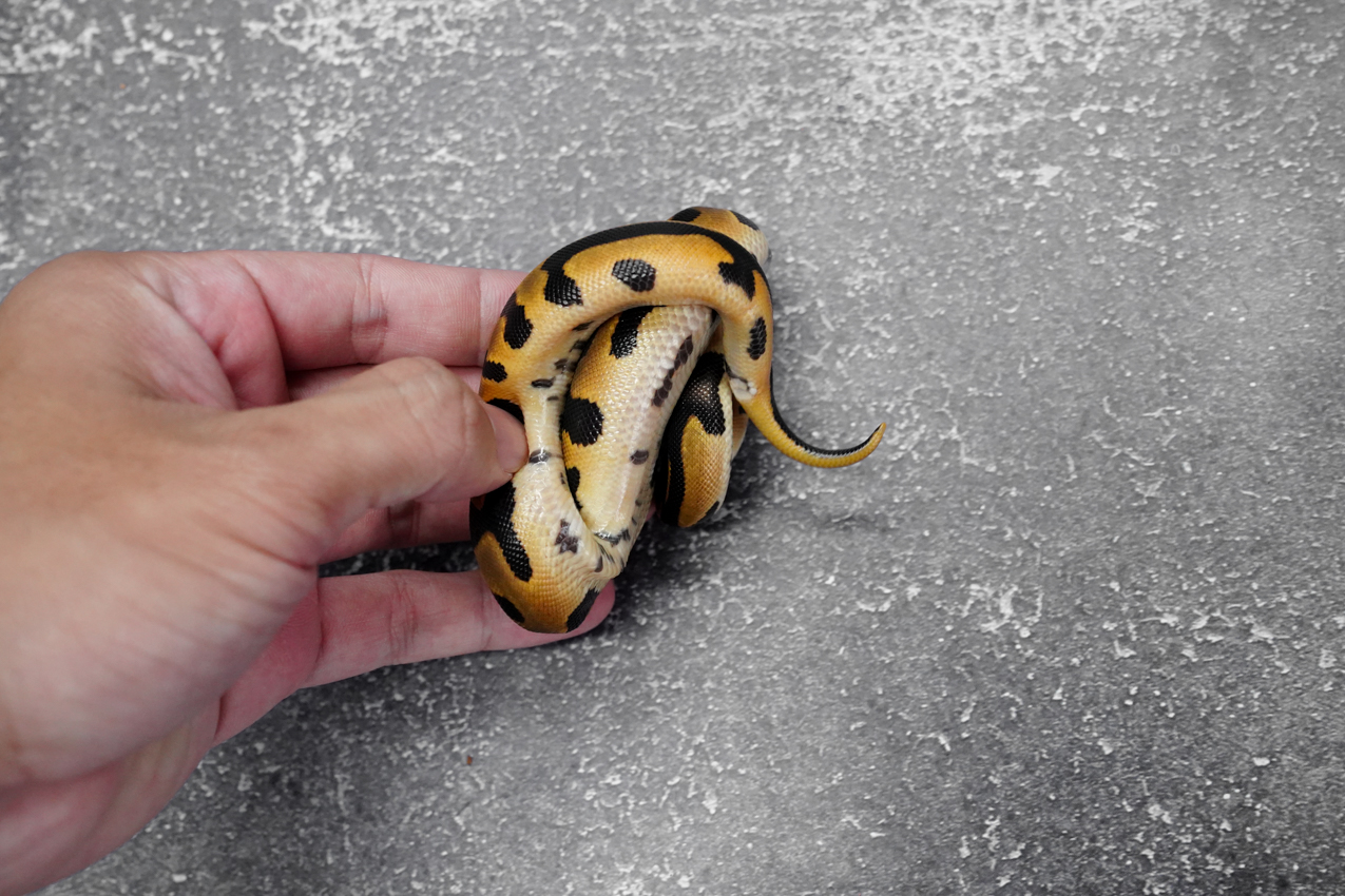 Leopard OD YB 66% DH Cryptic Desert Ghost – REALITY BALL PYTHON
