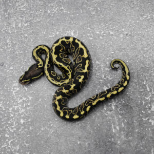 Hurricane GHI Spotnose 100% Het VPI Axanthic