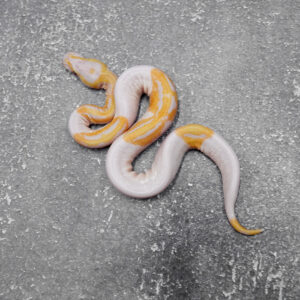 Leopard Candy Pied (One Eyes)