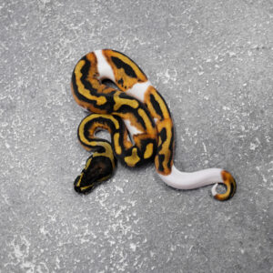 Pied 100% Het Candy