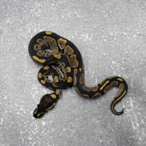 Calico 100% DH Ultramel Pied 66% Het Hypo