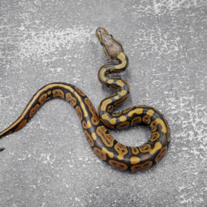 Hypo 100% DH Ultramel Pied