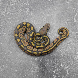 Calico Hypo 100% DH Ultramel Pied