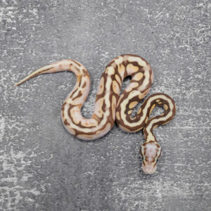 Calico Spotnose Pastel Ultramel 100% Het Pied 66% Het Hypo