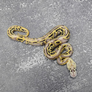Red Stripe OD Leopard Pastel Fire Cryptic 100% Het Desert Ghost