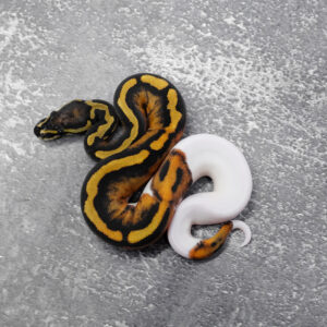 Red Stripe Pied 100% Het Hypo