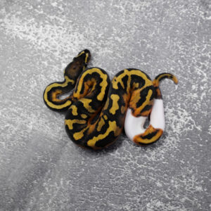 Red Stripe Enchi  Pied 100% Het Hypo