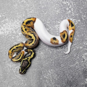 Red Stripe Pastel Pied 100% Het Hypo