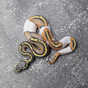 Red Stripe Pastel Hypo Pied Poss Enchi