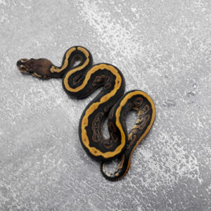 Red Stripe Cinnamon 100% Het Desert Ghost