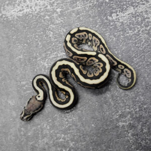 Cinnamon Red Stripe Desert Ghost