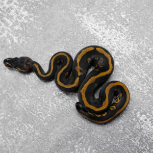 Stranger Red Stripe YB Leopard 100% Het Clown