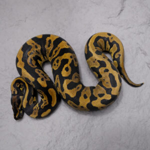 Confusion YB 100% Het Desert Ghost
