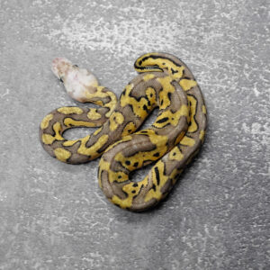 Pastel YB Clown 100% Het Desert Ghost