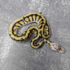 Pastel YB Crypton 100% Het Desert Ghost