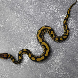 Cryptic / Crypton 100% Het Desert Ghost Poss YB