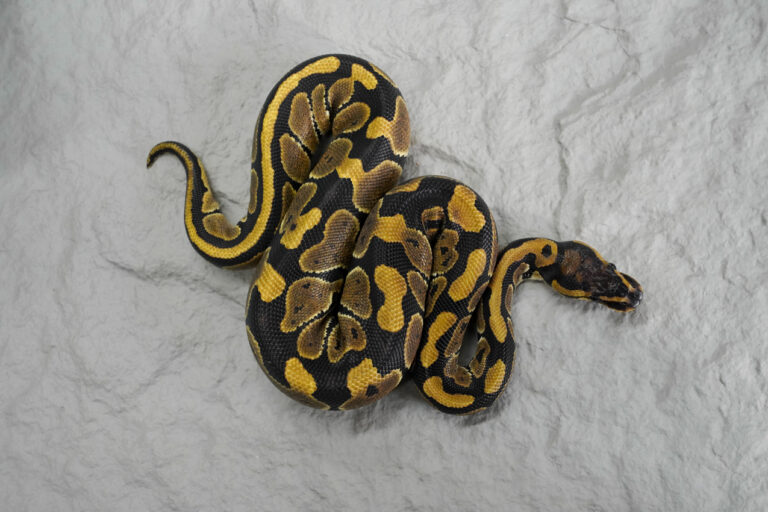 NR Mandarin 100% DH Hypo Clown – REALITY BALL PYTHON