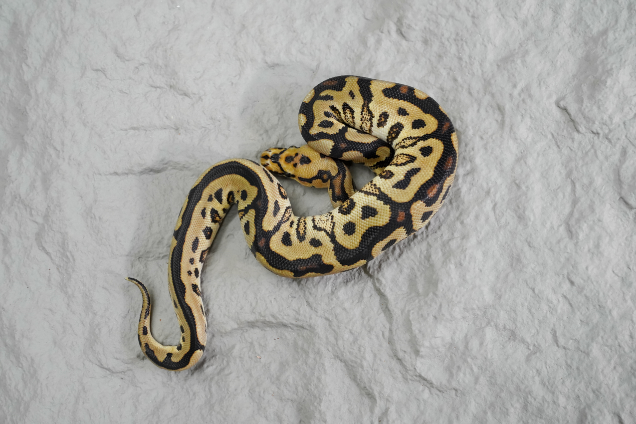 Black Hole Spotnose YB Clown – REALITY BALL PYTHON