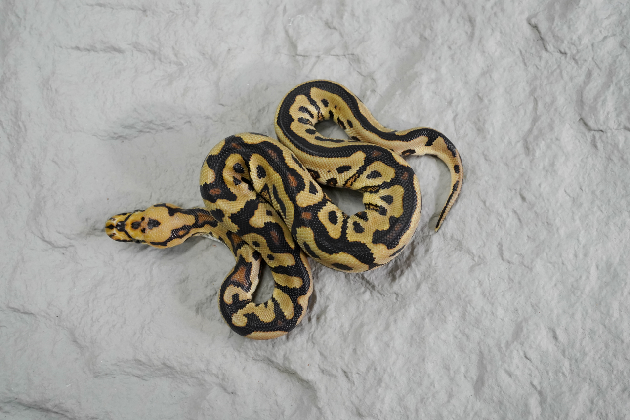 Black Hole Spotnose YB Clown – REALITY BALL PYTHON