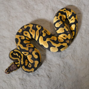 Pastel YB 100% Het Desert Ghost 50% Het Cryptic