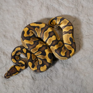 Enchi YB 100% Het Desert Ghost 50% Het Cryptic