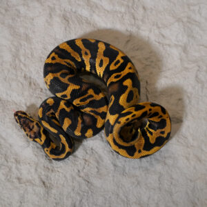 Confusion YB Pastel 100% Het Desert Ghost 50% Het Cryptic