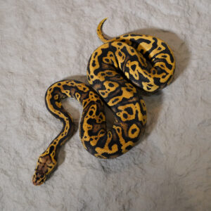 Confusion Enchi YB Pastel 100% Het Desert Ghost 50% Het Cryptic