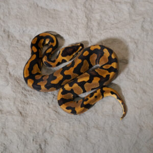 Confusion Enchi YB 100% Het Desert Ghost 50% Het Cryptic