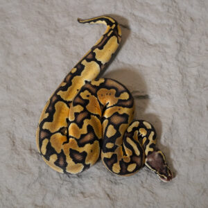 Mocha Pastel Enchi 100% Het Desert Ghost