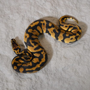 Confusion Enchi Pastel 100% Het Desert Ghost