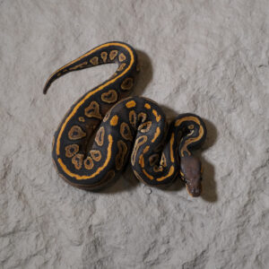 Black Head Red Gene YB Hypo 100% Het Clown