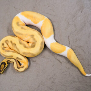OD Enchi Fire Desert Ghost Pied