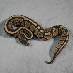 Spotnose Fire 100% DH Monarch Clown