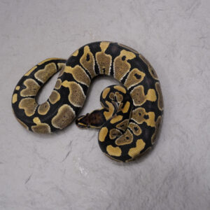 YB 100% DH VPI Axanthic Desert Ghost