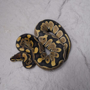 YB 100% DH VPI Axanthic Desert Ghost