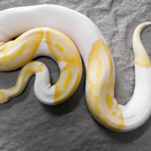Candino Pied