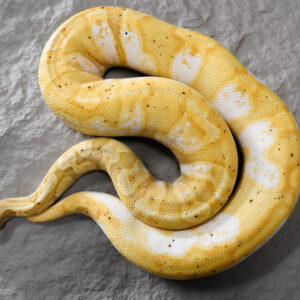 Banana GHI Enchi Calico YB